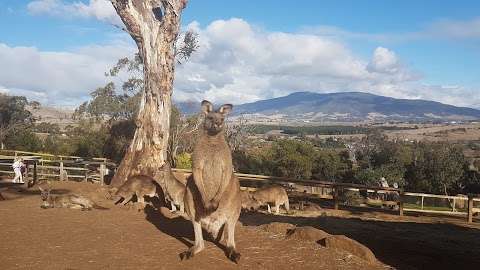 Photo: Bonorong Wildlife Sanctuary